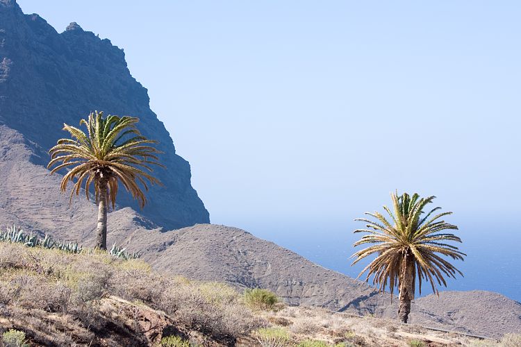 Alojera (La Gomera - 20081015)