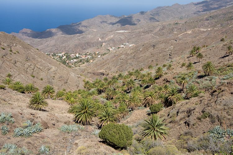 Alojera (La Gomera - 20081015)