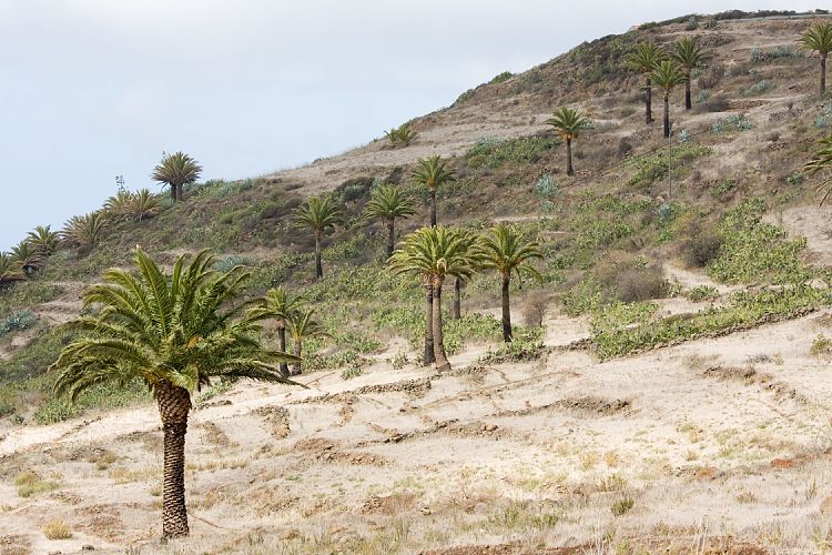 Bei El Cercado (La Gomera - 20081017)