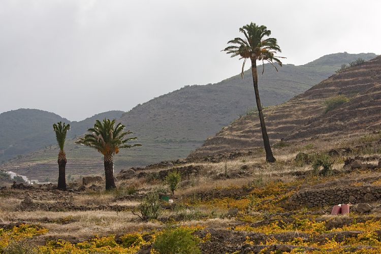 Bei El Cercado (La Gomera - 20081017)