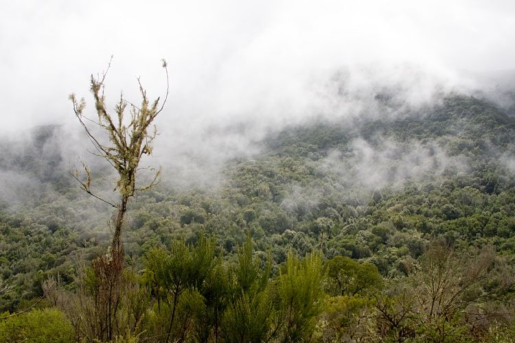 El Cedro Wanderung (La Gomera - 20081019)