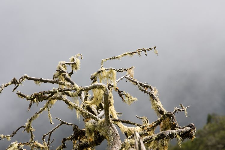 El Cedro Wanderung (La Gomera - 20081019)