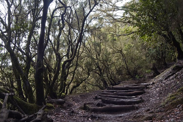 El Cedro Wanderung (La Gomera - 20081019)