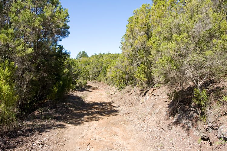 Garajonay (La Gomera - 20081014)