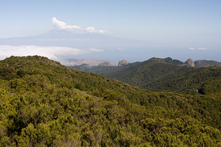Garajonay (La Gomera - 20081014)