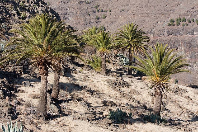 Mirador de Cesar Manrique (La Gomera - 20081014)
