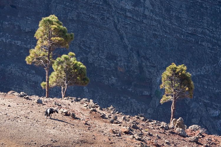 Weg Arure - La Calera (La Gomera - 20081014)