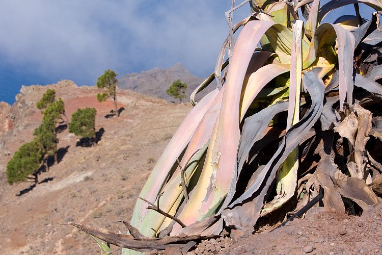 Weg Arure - La Calera (La Gomera - 20081014)