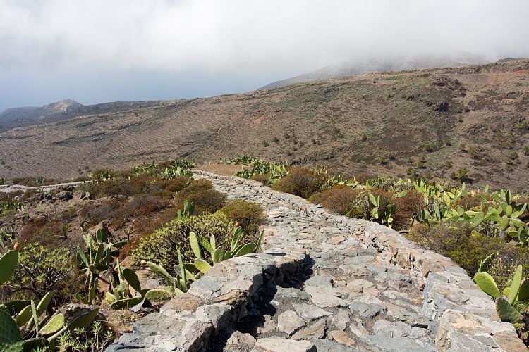 Weg zum Drago Centenario (La Gomera - 20081017)