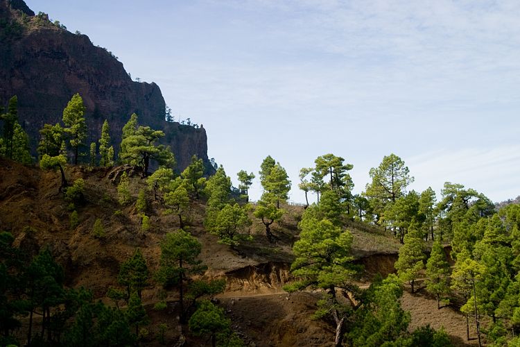 Cumbrecita (La Palma - 20031211)