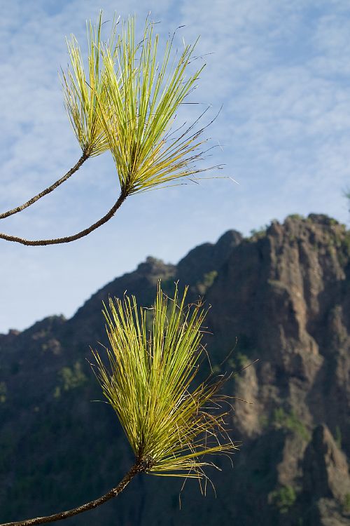 Cumbrecita (La Palma - 20031211)