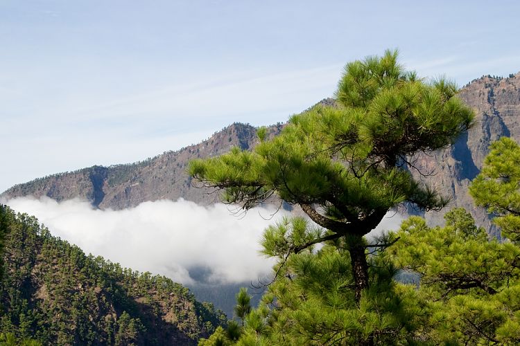 Cumbrecita (La Palma - 20031211)