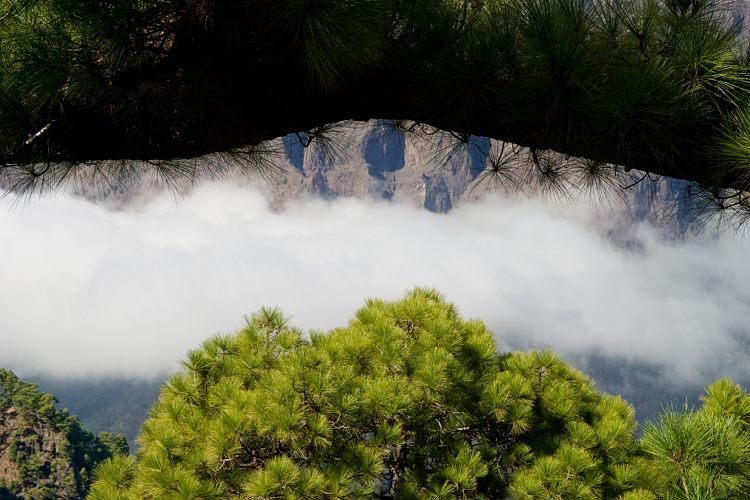 Cumbrecita (La Palma - 20031211)