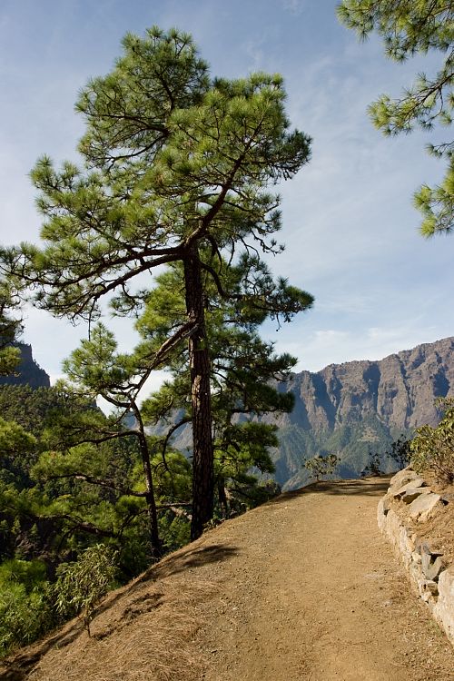 Cumbrecita (La Palma - 20031211)