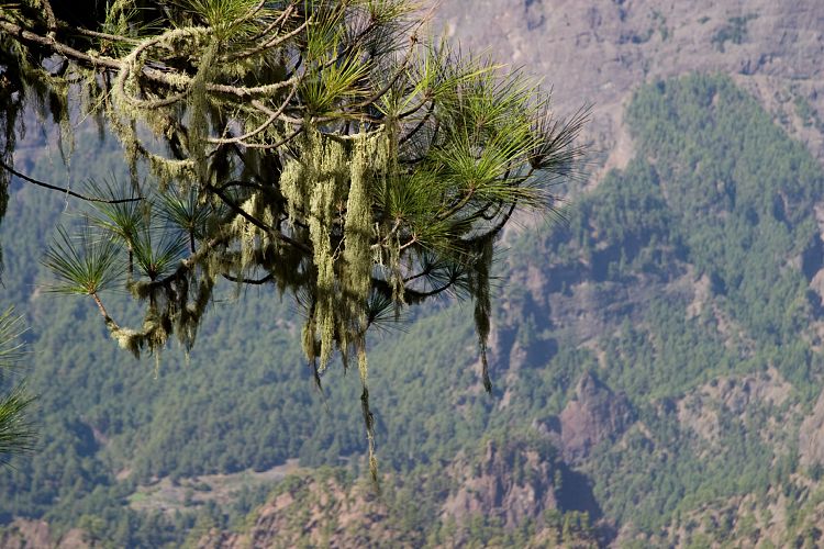 Cumbrecita (La Palma - 20031211)