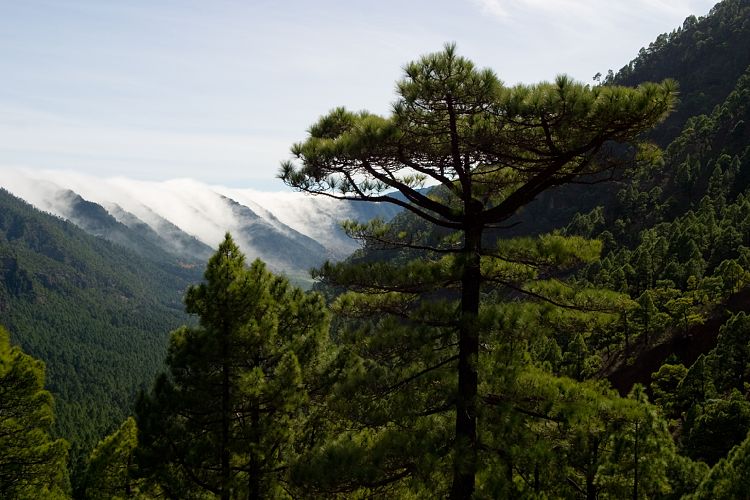 Cumbrecita (La Palma - 20031211)