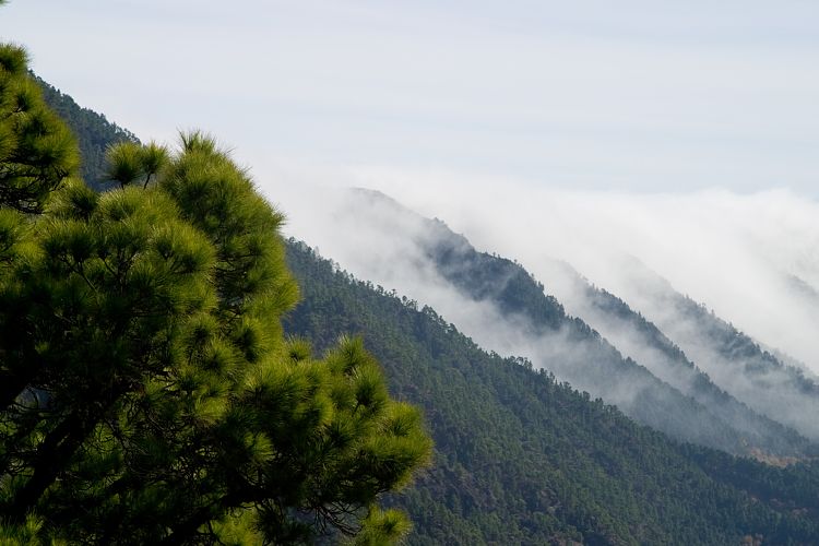Cumbrecita (La Palma - 20031211)