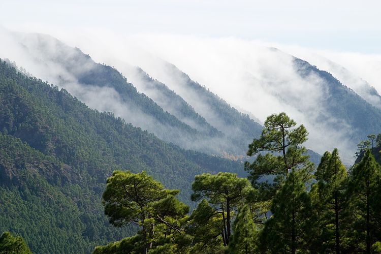 Cumbrecita (La Palma - 20031211)