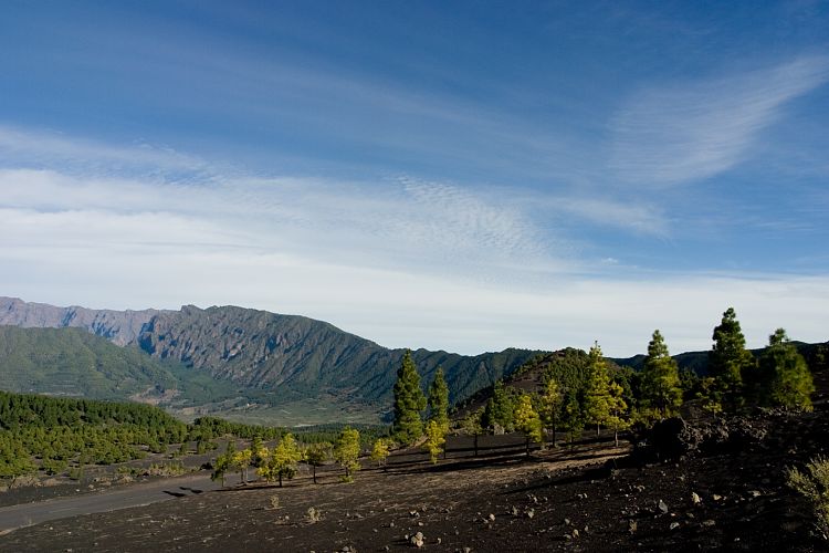 Laderas del Gallo (La Palma - 20031216)