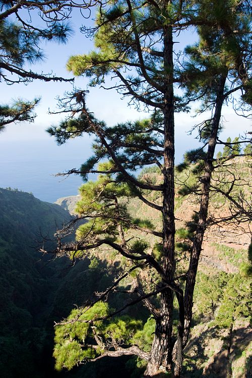 Rundfahrt im Norden (La Palma - 20031212)
