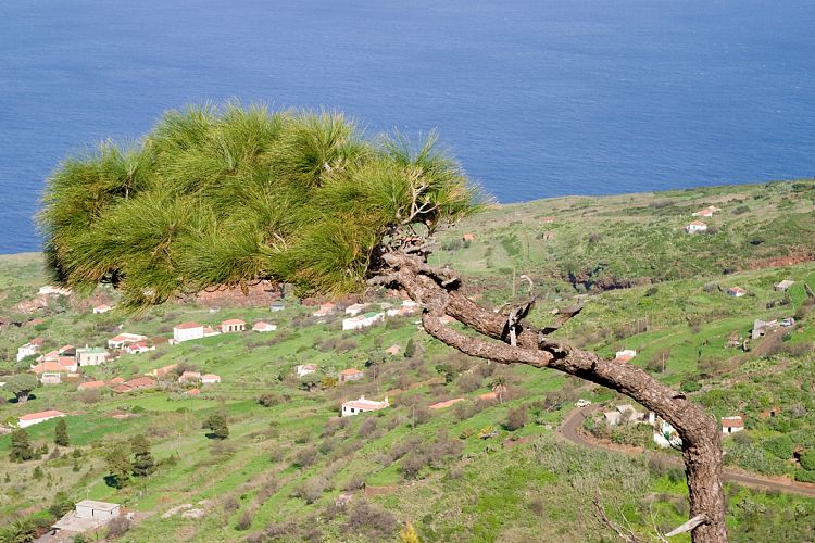 Rundfahrt im Norden (La Palma - 20031212)
