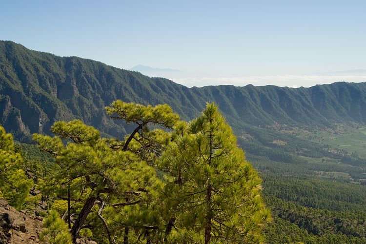 Wanderung zum Pico Bejenado (La Palma - 20031215)