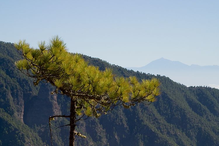 Wanderung zum Pico Bejenado (La Palma - 20031215)