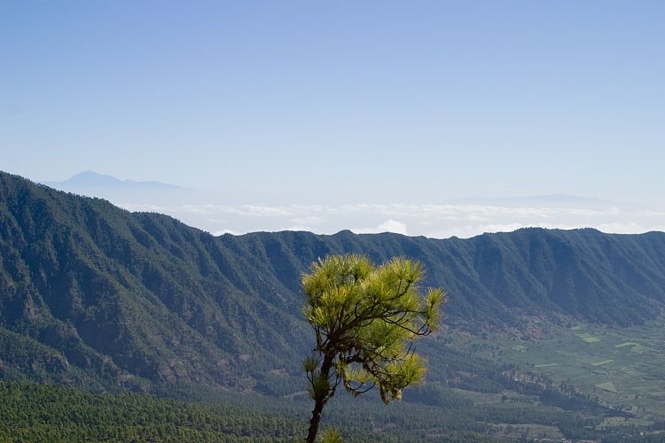 Wanderung zum Pico Bejenado (La Palma - 20031215)