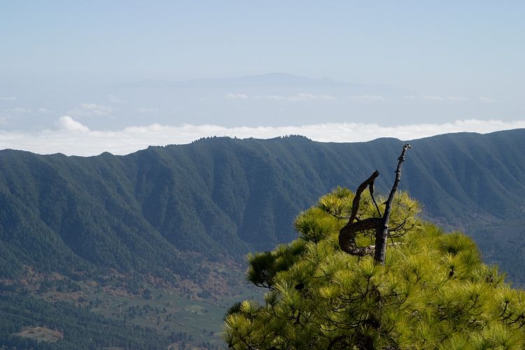 Wanderung zum Pico Bejenado (La Palma - 20031215)