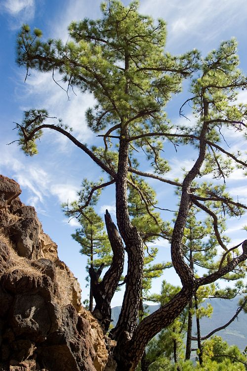Wanderung zum Pico Bejenado (La Palma - 20031215)