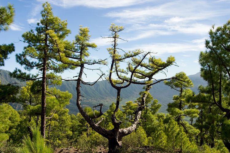 Wanderung zum Pico Bejenado (La Palma - 20031215)