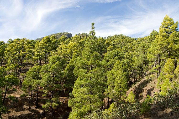 Wanderung zum Pico Bejenado (La Palma - 20031215)
