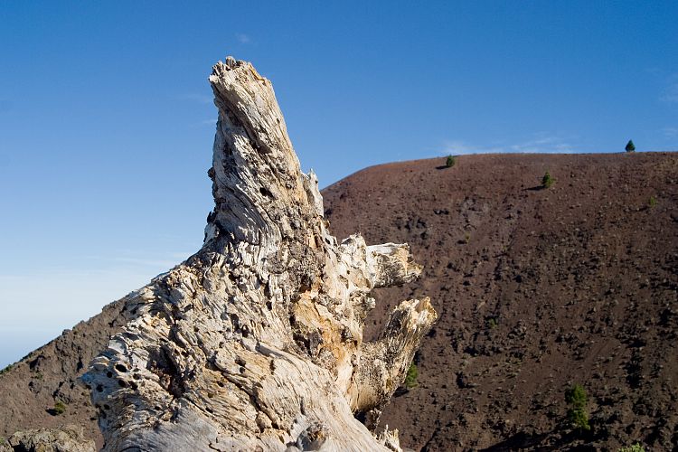 Wanderung zum Pico Birigoyo (La Palma - 20031214)