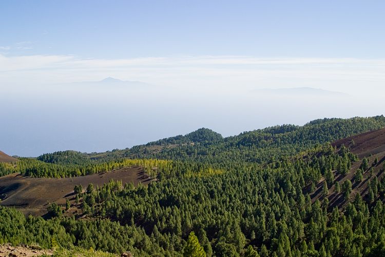 Wanderung zum Pico Birigoyo (La Palma - 20031214)