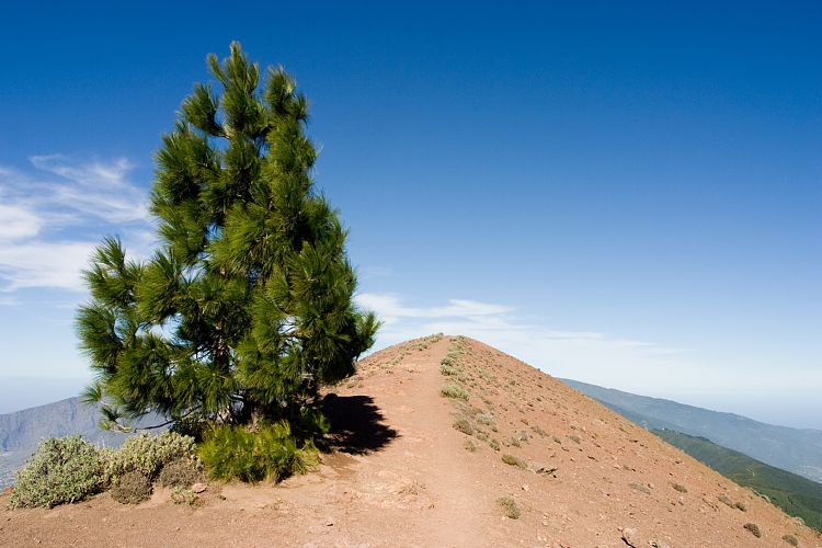 Wanderung zum Pico Birigoyo (La Palma - 20031214)