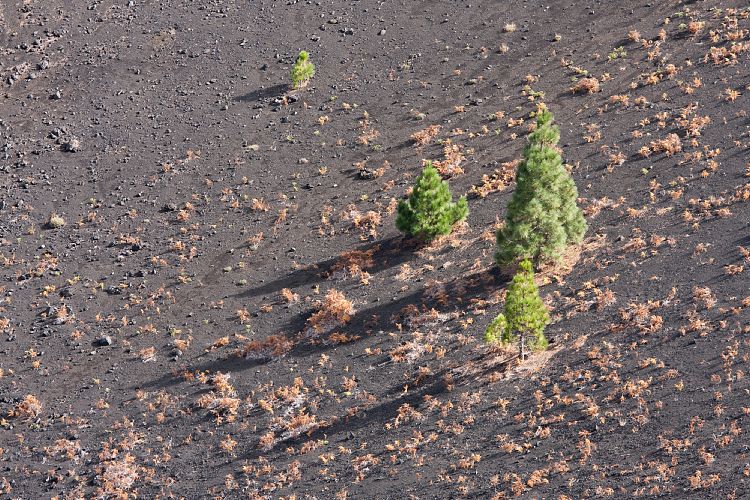 Abstieg vom Birigoyo (La Palma - Pico Birigoyo)