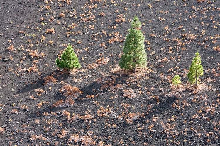 Abstieg vom Birigoyo (La Palma - Pico Birigoyo)