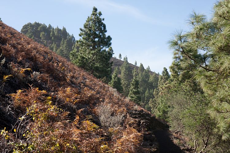 Aufstieg zum Birigoyo (La Palma - Pico Birigoyo)