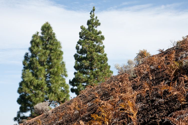 Aufstieg zum Birigoyo (La Palma - Pico Birigoyo)
