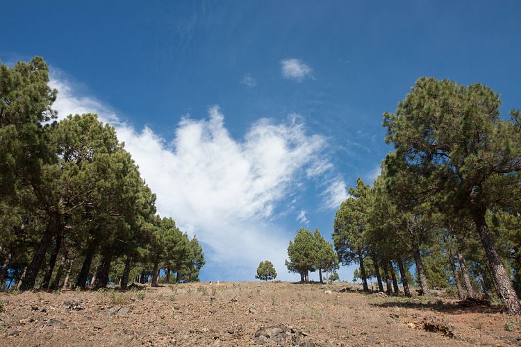 Aufstieg zum Birigoyo (La Palma - Pico Birigoyo)