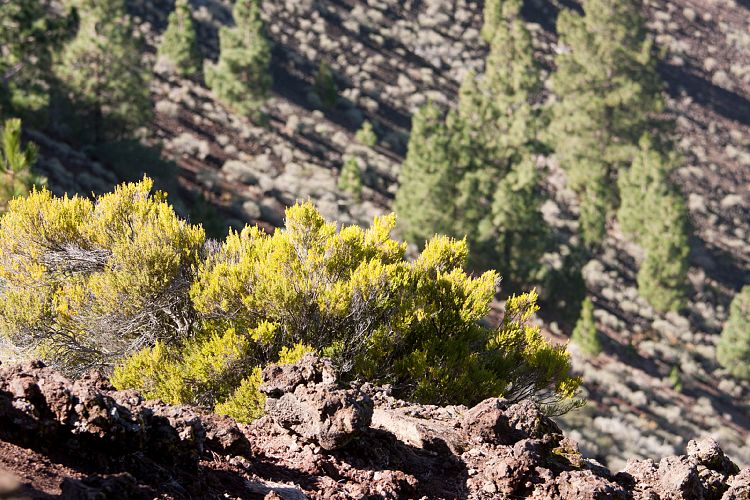 Aufstieg zum Birigoyo (La Palma - Pico Birigoyo)