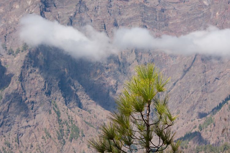 Cumbrecita (La Palma - Cumbrecita)