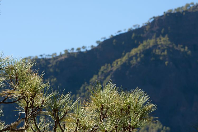 Cumbrecita (La Palma - Cumbrecita)