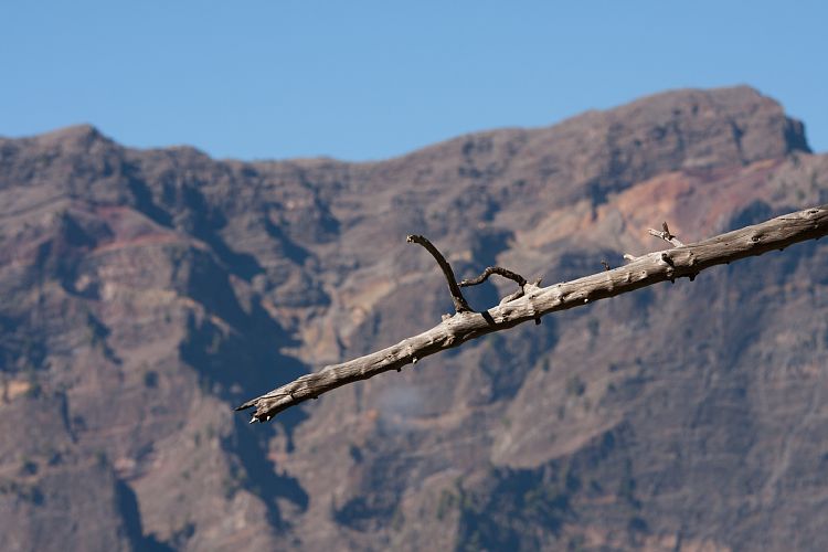 Cumbrecita (La Palma - Cumbrecita)