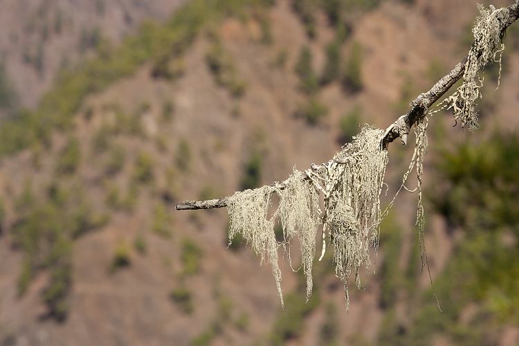 Cumbrecita (La Palma - Cumbrecita)