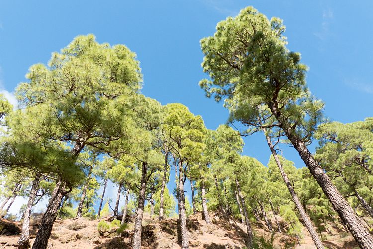 Cumbrecita (La Palma - Sden und Westen)