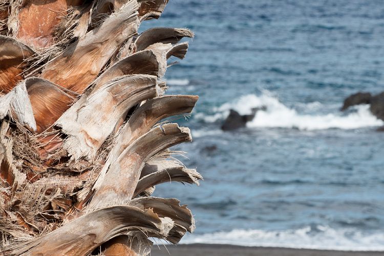 Los Cancajos (La Palma - Los Cancajos)