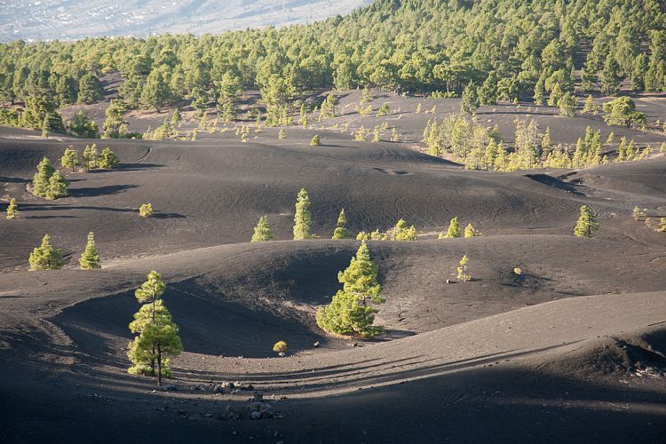 Mirador Llano del Jable (La Palma - Sden)