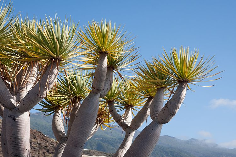 Puerto Naos (La Palma - Sden)