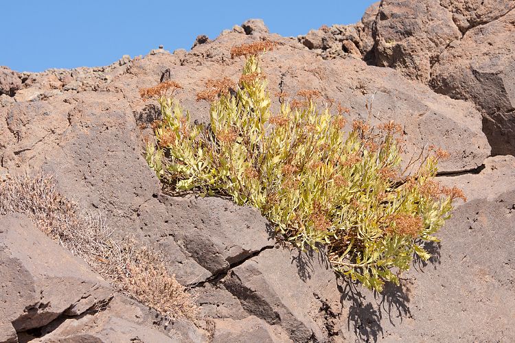 Roque de Los Muchachos (La Palma - Roque de Los Muchachos)